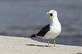 Kelp Gull